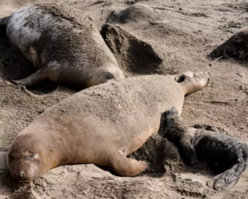 Bird Flu Outbreak Devastates Elephant Seal Pups on California Coast
