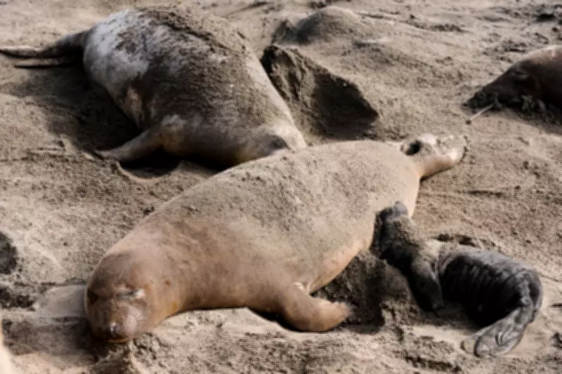 Bird Flu Outbreak in California Elephant Seals Forces Cancellation of Seal-Watching Tours