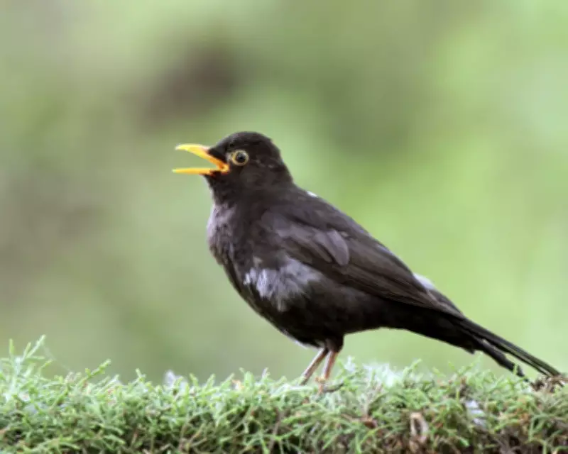 Birdsong Boosts Wellbeing: The Science Behind Nature's Soundtrack