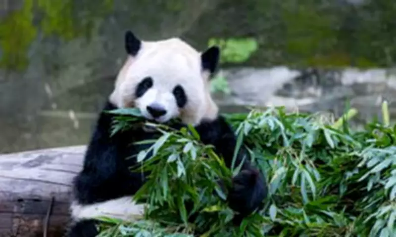 BMA's Panda Campaign Warns GPs Face 'Extinction' Amid NHS Crisis