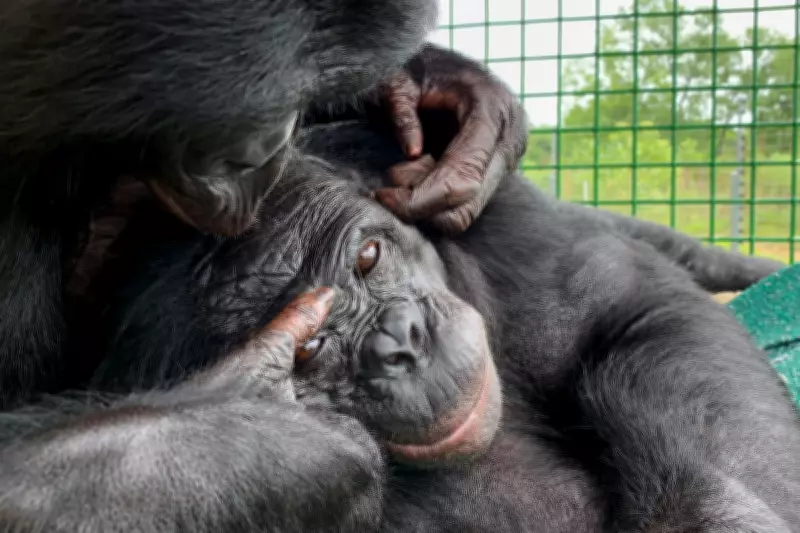 Bonobo's Tea Party Test Reveals Apes May Possess Imagination