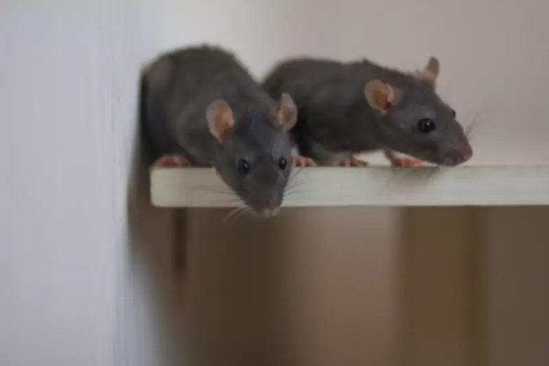 Brain's 'Parenting Hub' in Male Mice Linked to Diverse Paternal Behaviours