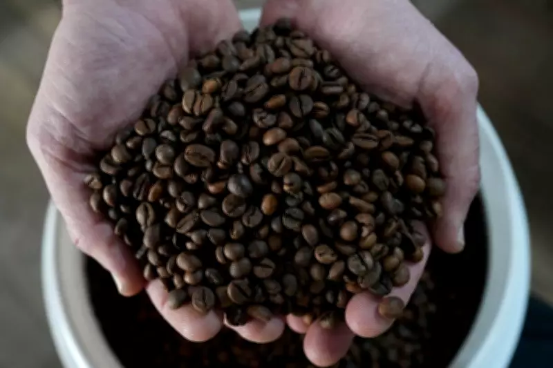 Brazil's Coffee Harvest Hits Record High But Prices Remain Elevated