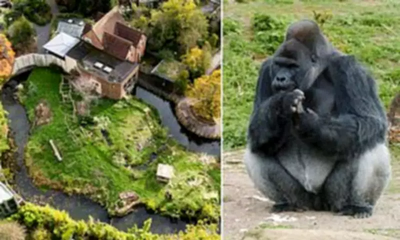 Bristol Zoo's Oldest Silverback Gorilla Dies After Controversial Move to New Habitat