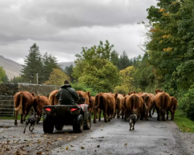 British Farm Exports to EU Plummet 37% Post-Brexit, NFU Warns of Slow Recovery