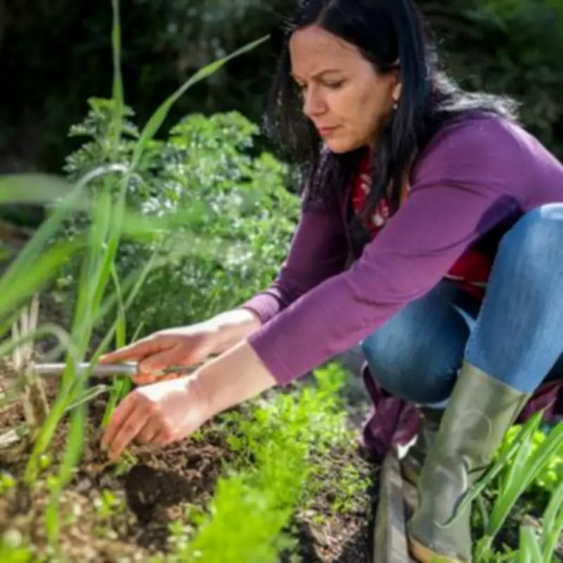 Butterfly Bush Warning: Invasive Plant Could Damage Homes More Than Knotweed