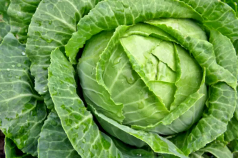 Cabbage Core: The Unlikely Vegetable Trend That's Here to Stay