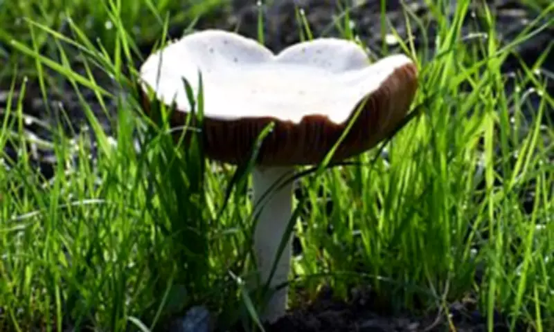 California Death Cap Mushroom Outbreak Claims Four Lives Amid Foraging Warnings