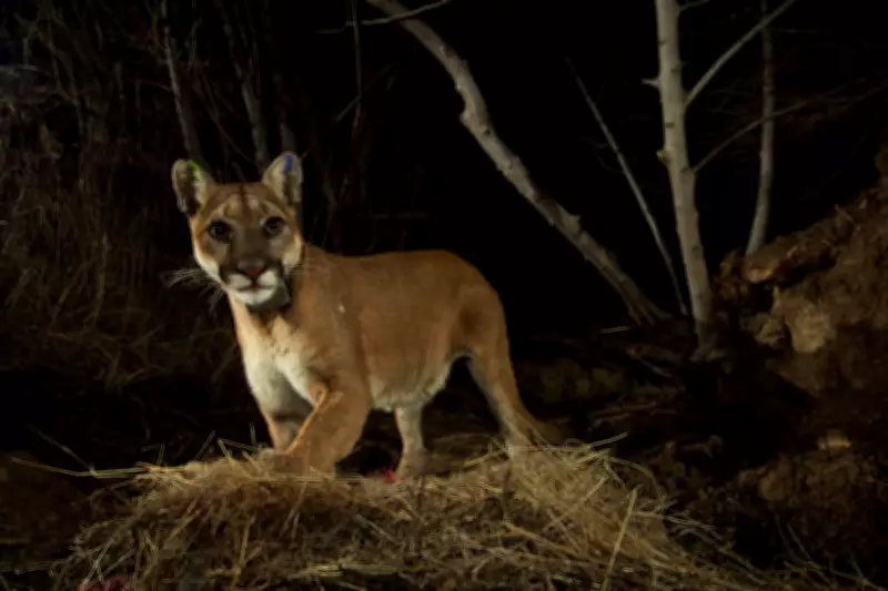 California Mountain Lions Granted Endangered Species Act Protection