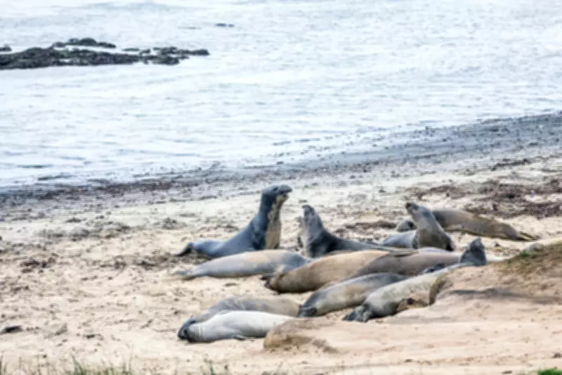 California's Año Nuevo State Park Seals Tours Halted After Mysterious Deaths