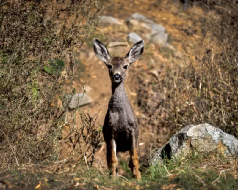 California's Catalina Island Mule Deer Face Controversial Extermination Plan