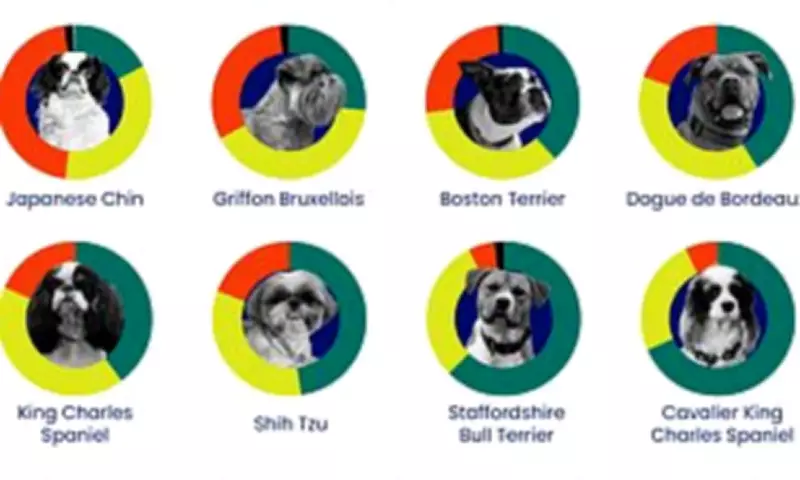 Cambridge Study Reveals 12 New Dog Breeds at Risk of Severe Breathing Disorders
