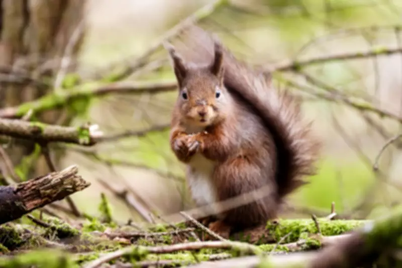 Campaign Launches for Red Squirrel Emoji to Save Endangered UK Species