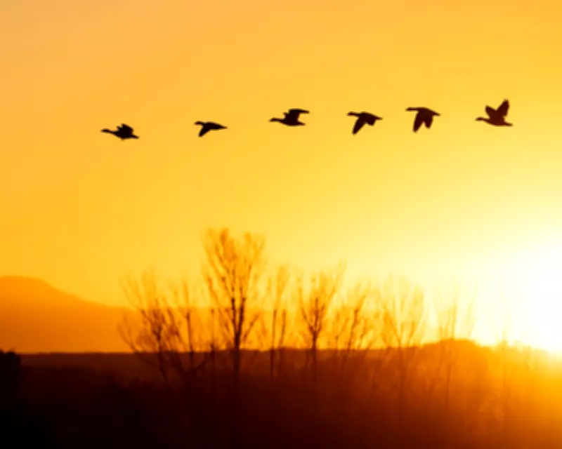 Canada Geese Provide Majestic Escort for a Beloved Dog's Final Journey
