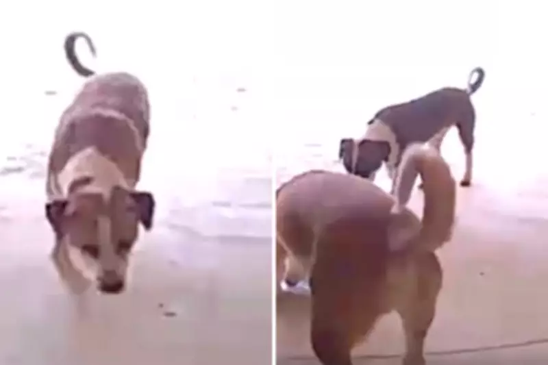 Canine Caper: Oklahoma City's 'Pooch Pirates' Steal Package in Doorbell Footage