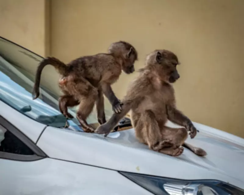 Cape Town's Baboon Boom Sparks Fierce Debate Over Coexistence and Control