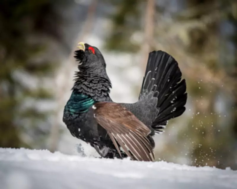 Capercaillie Bird Shows Signs of Recovery in Scottish Highlands