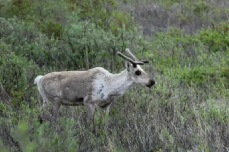 Caribou Mothers Gnaw Their Own Antlers for Survival After Epic Arctic Migration