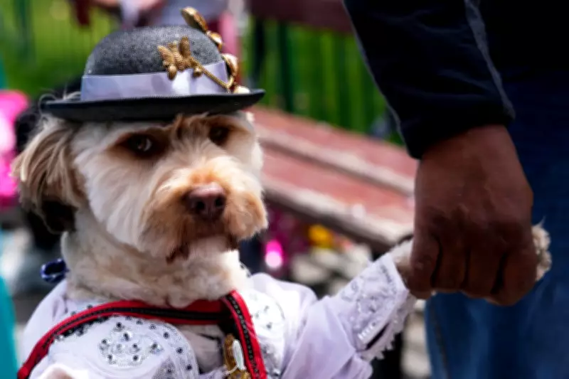 Carnival Celebrations Begin with Costumed Canines in Festive Display