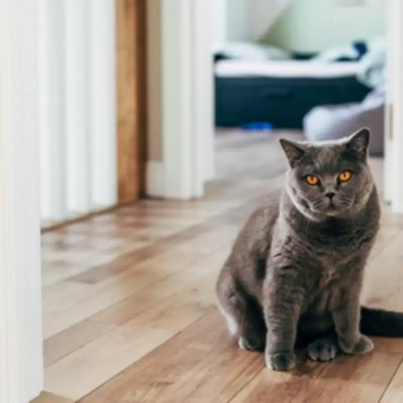 Cat Owner's Heartbreak After Pet Cam Reveals Lonely Night