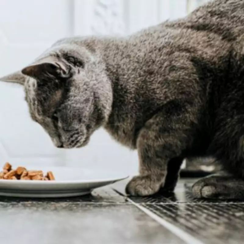 Cat Owners Warned: 5 Common Human Foods Pose Serious Health Risks to Felines