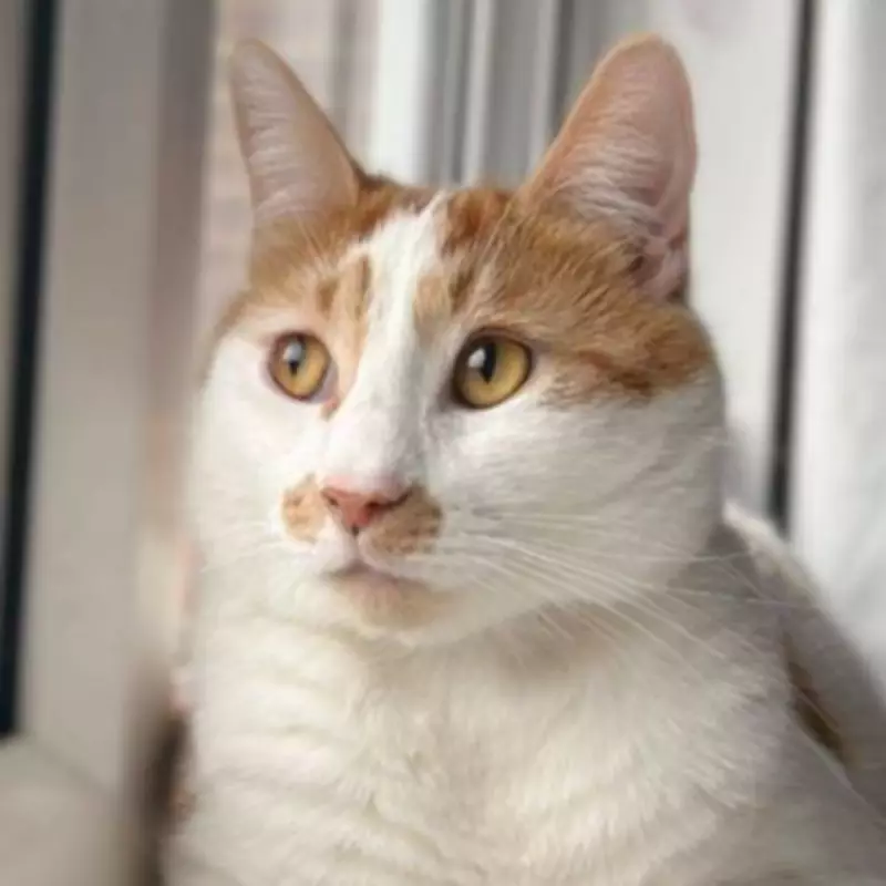 Cat Owner's Warning: How I Saved My Cat From Deadly Urethral Blockage