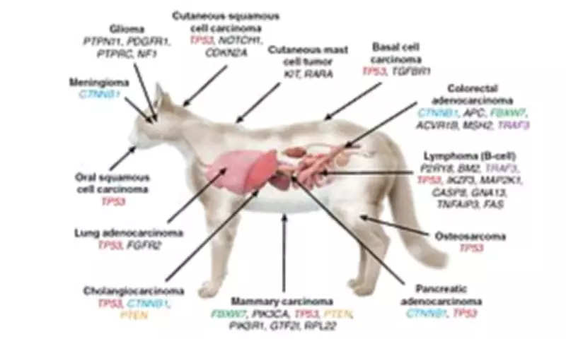 Cats Could Unlock Cancer Cures, Groundbreaking Genetic Study Reveals
