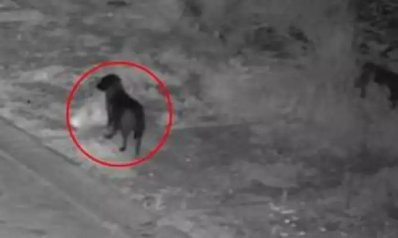 CCTV Captures Small Dog in Bizarre Fly-Tipping Incident