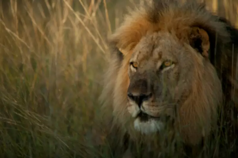 Cecil the Lion Documentary Airs Tonight on Channel 4