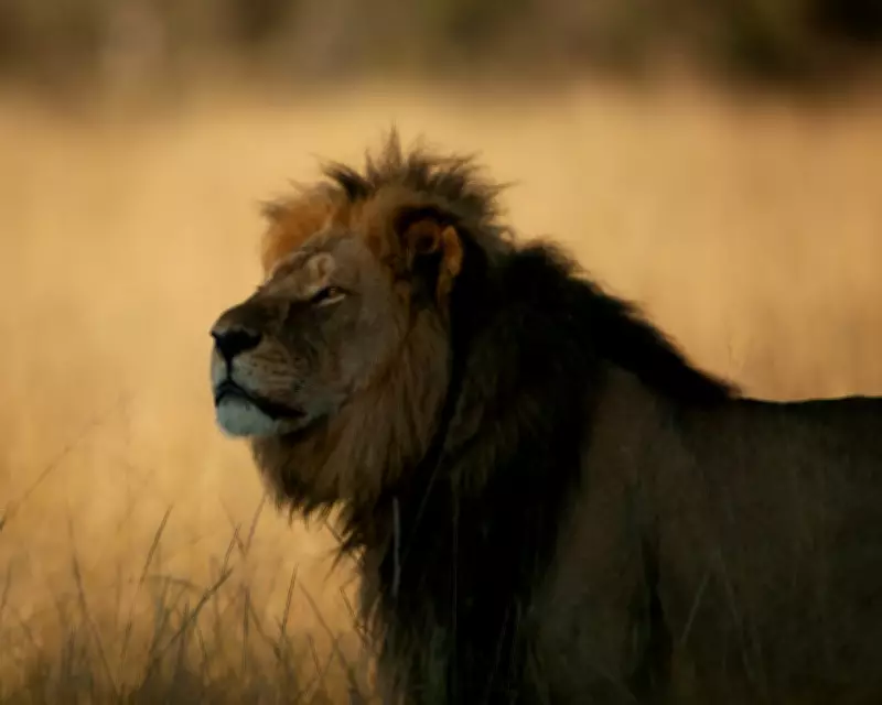Cecil the Lion Documentary Raises More Questions Than Answers on Trophy Hunting