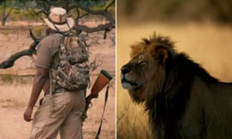 Cecil the Lion's Legacy: Alpha Majesty Versus Trophy Hunter's Cruelty