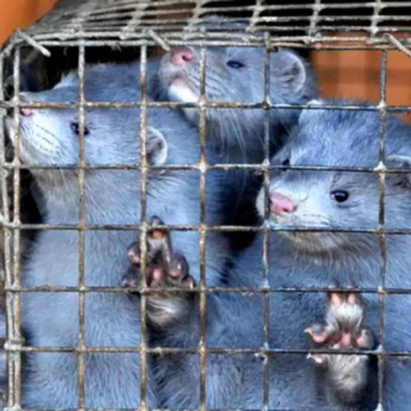 Celebrities Flaunting Real Fur Sparks Charity's Fears of Animal Rights Setback