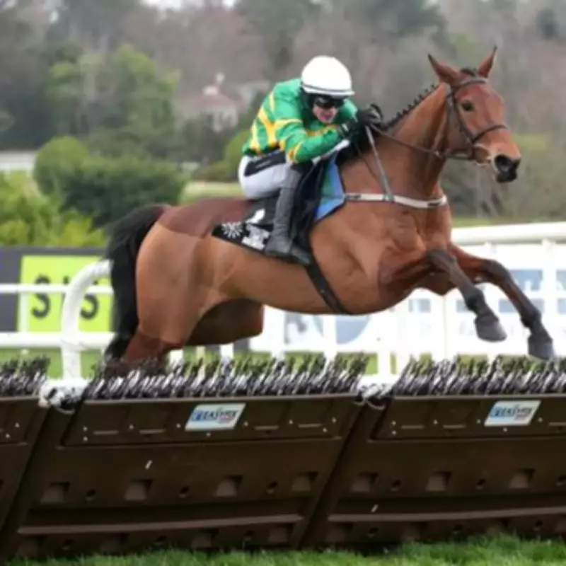 Cheltenham Festival Favourite Narciso Has Ruled Out After Training Setback