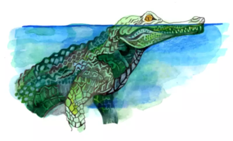 Children's Quiz: How Long Can Crocodiles Hold Their Breath Underwater?