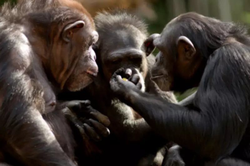 Chimpanzees Consume Alcohol from Fruit, Study Finds, Matching Human Light Drinking