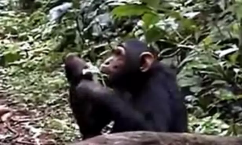 Chimpanzees Flirt Like Awkward Teens by Ripping Leaves, Expert Reveals