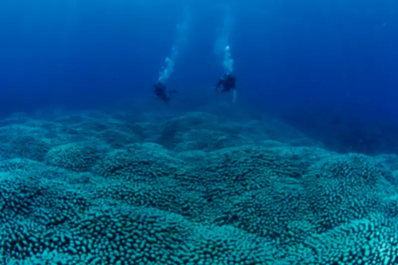 Citizen Scientists Uncover Giant Coral in Great Barrier Reef Census