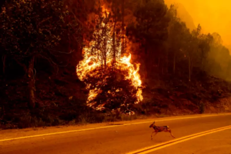 Climate Crisis Could Trigger Global Financial Crash as Economic Models Fail to Capture True Risk