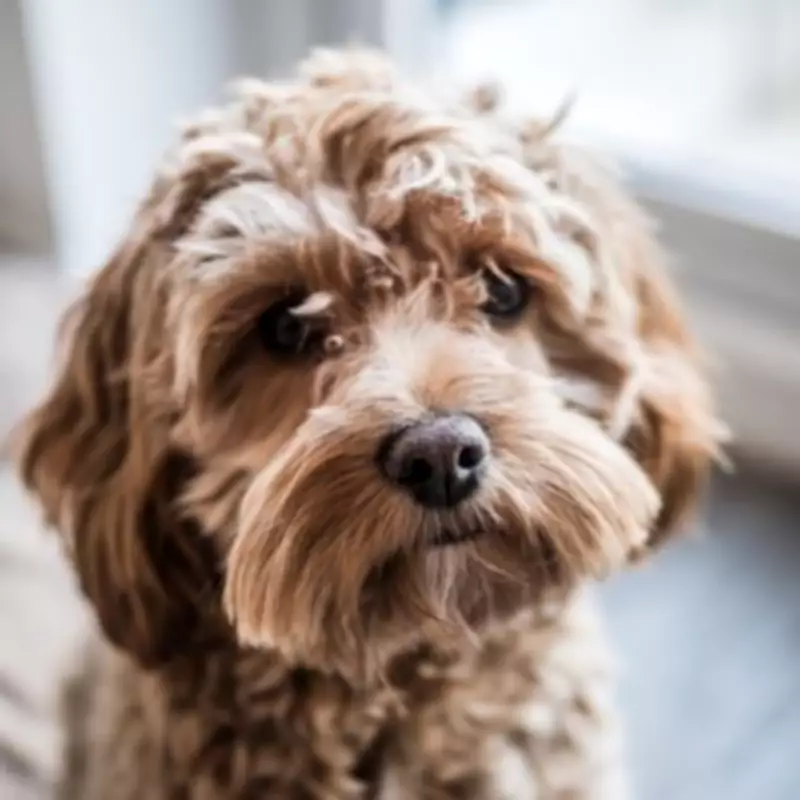 Cockapoo Puppy's Hilarious Crate Escape Goes Viral on TikTok