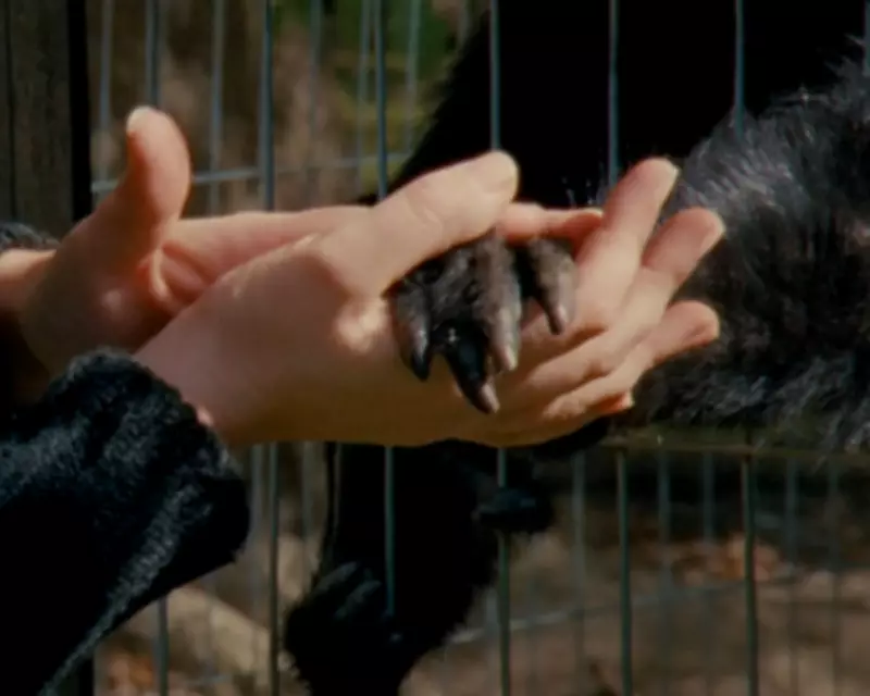 Collective Monologue Review: A Sensuous Zoo Study of Keeper-Creature Bonds