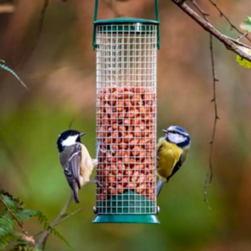 Common Bird Feeder Error Attracts Rats - Simple Fixes Revealed