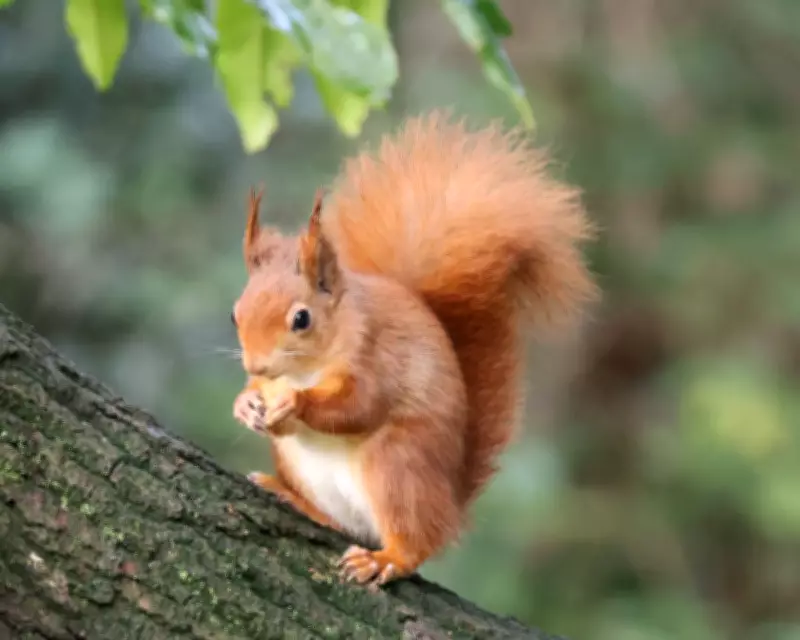 Conservationists Warn Habitat Loss Threatens Wales' Red Squirrel Survival