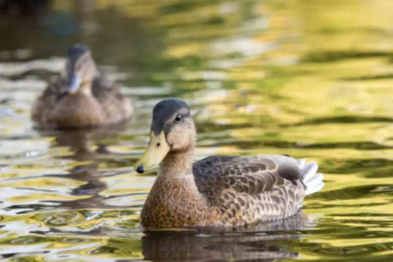 Councillor Slams £7,000 Duck Crossing Sign as 'Ridiculous' Waste
