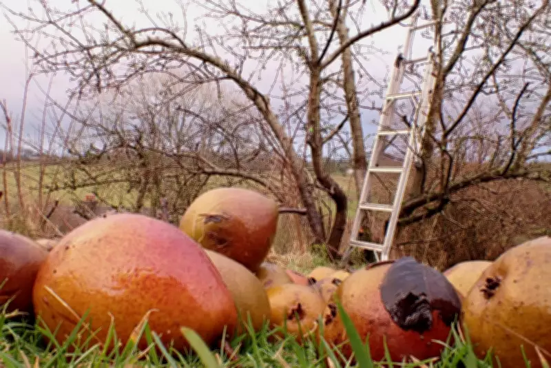 Country Diary: The Extraordinary Connections at the Heart of Our Orchards