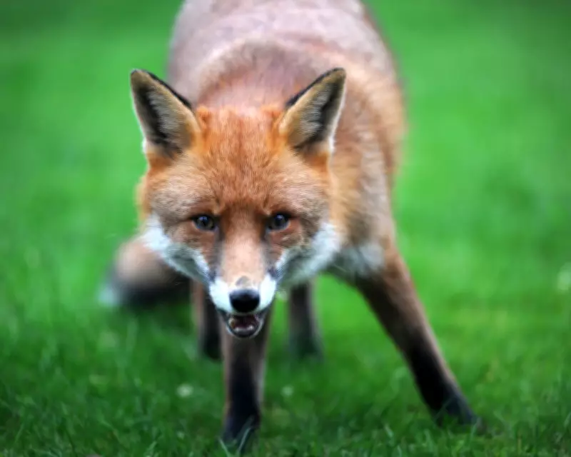 Country Diary: Was This the Fox's Version of a Come-Hither Smile?