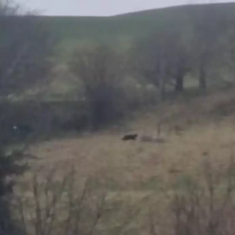 Couple Films Panther-Like Beast in Devon Countryside, Expert Weighs In