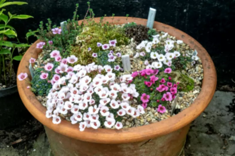 Creating Perfect Alpine Containers for Vibrant Spring Gardens