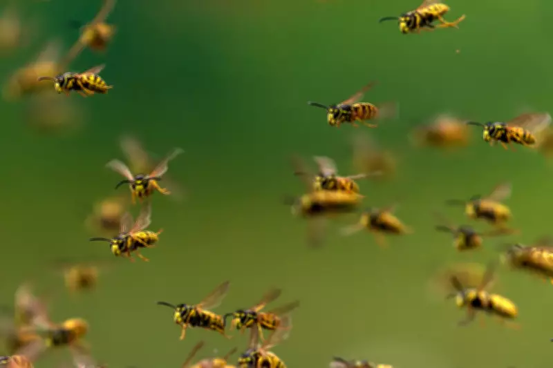 Cricket Umpire Dies and Players Injured in Bee Attack During Match