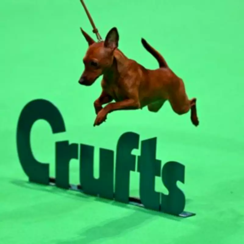 Crufts 2026: World's Greatest Dog Show Returns with Record-Breaking Scale