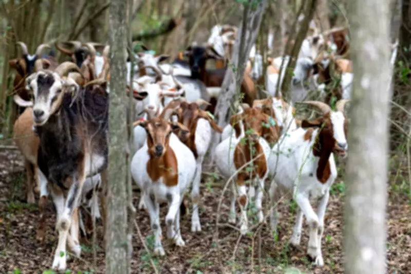 Dallas Deploys 260 Eco-Friendly Goats to Combat Invasive Plant Invasion